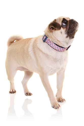 DOOG - Neoprene Dog Collar Gromit
