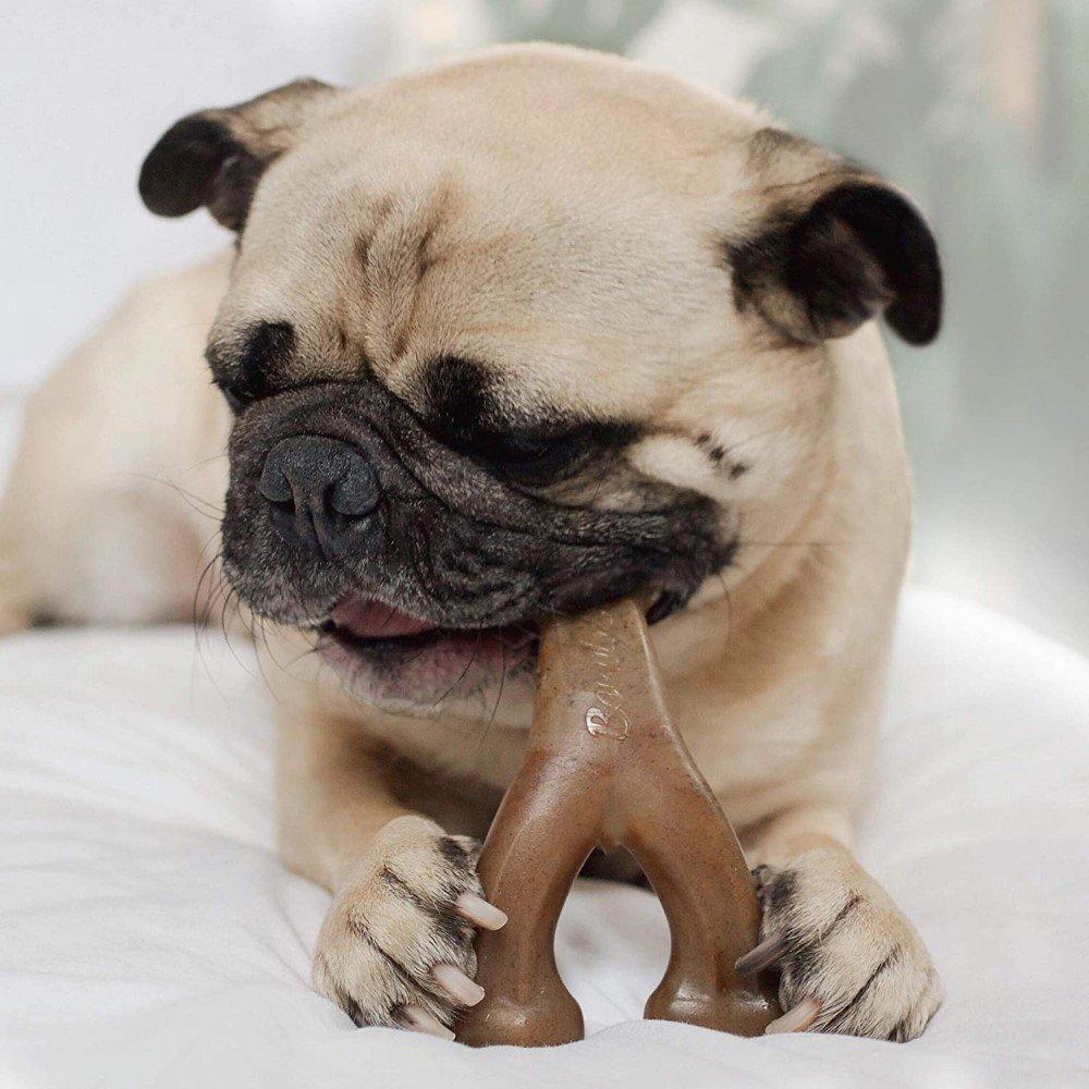 A dog with a wishbone-shaped dog chew toy in its mouth