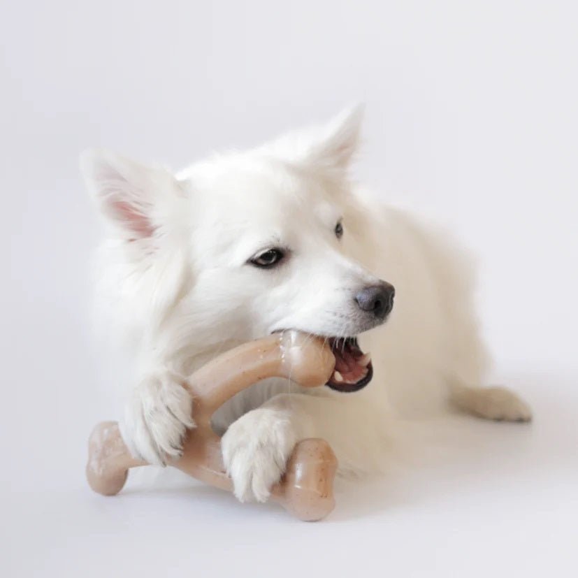 A white dog with a wishbone-shaped dog chew toy in its mouth