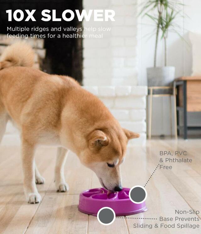 A purple round slow feeder dog bowl with a dog eating from the bowl